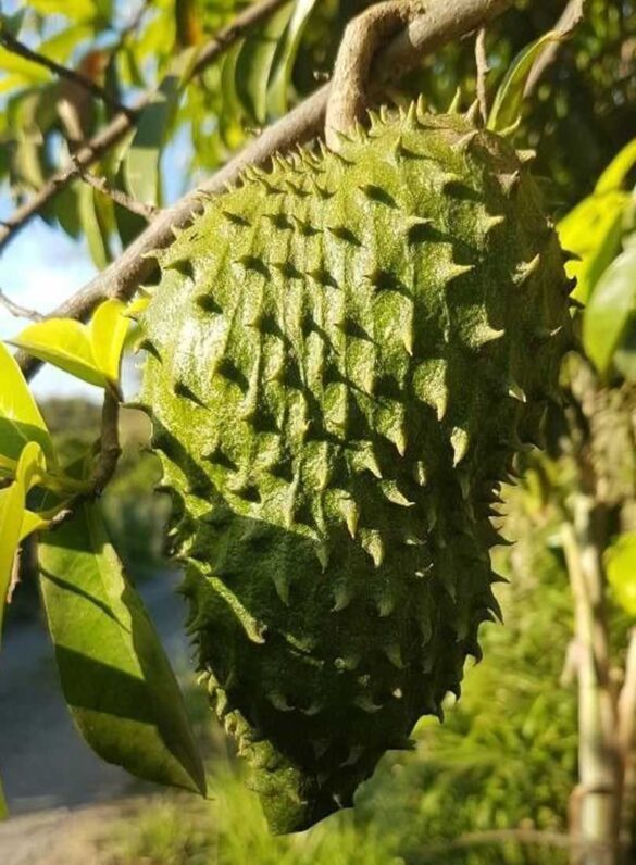 Soursop Fruit Types Health Benefits Foodwiki